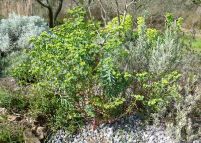 Euphorbia segetalis