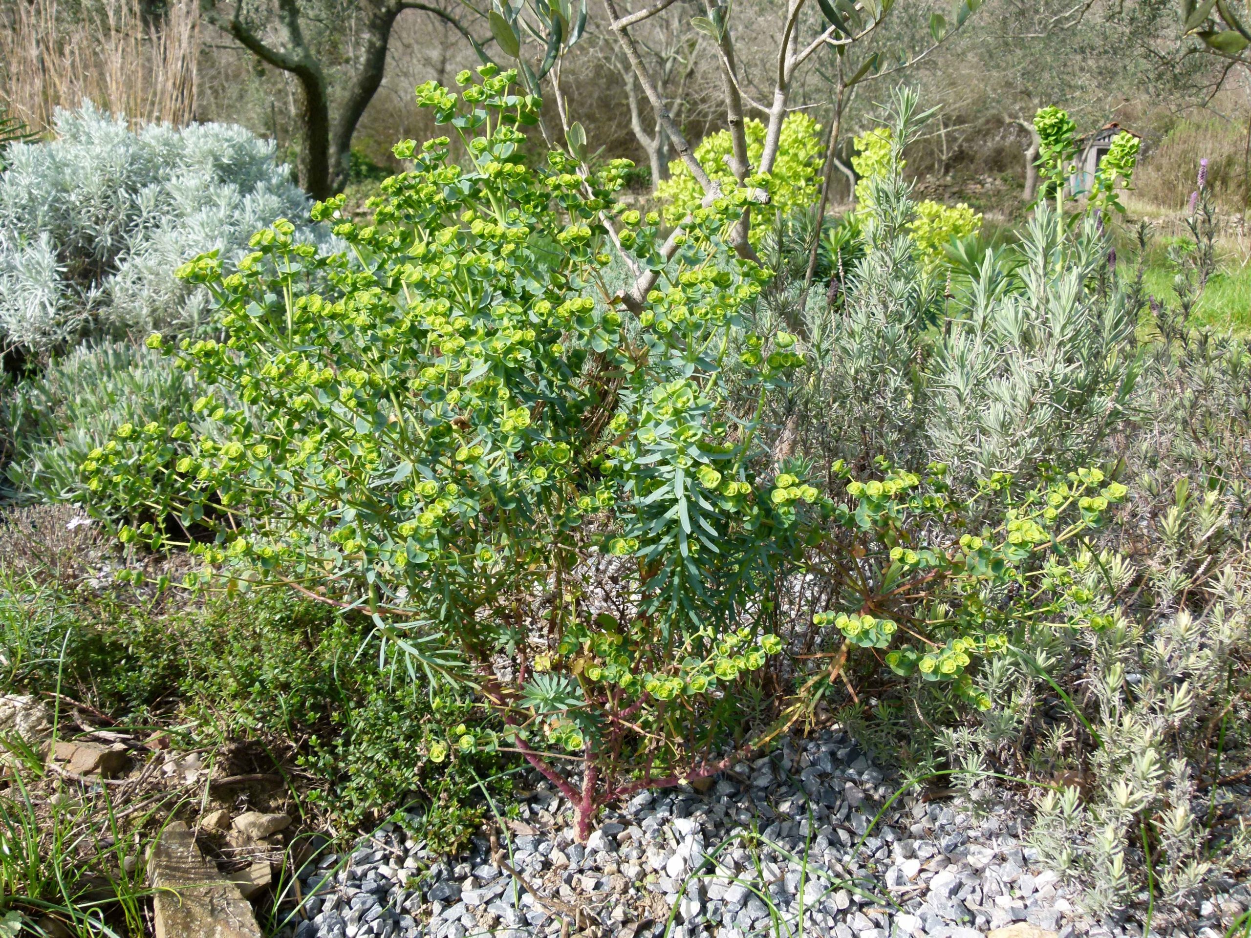 Achillea ligustica