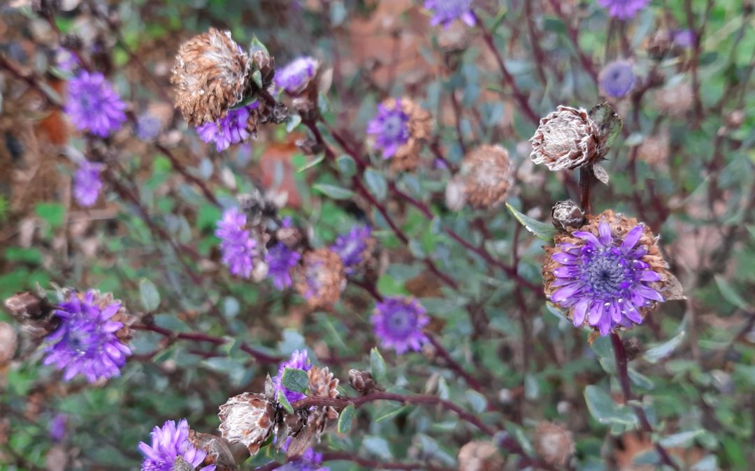 Globularia alypum