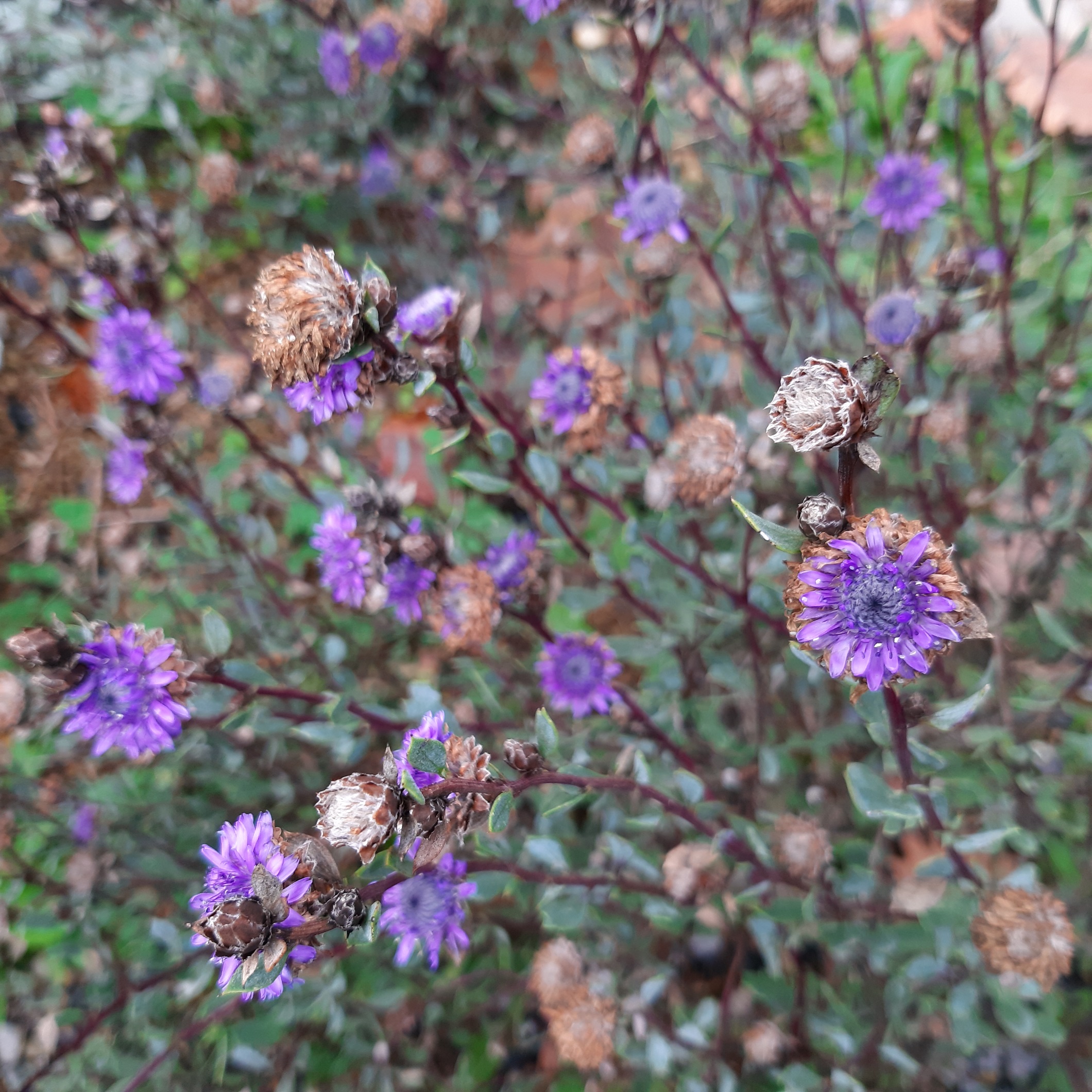 Achillea ligustica