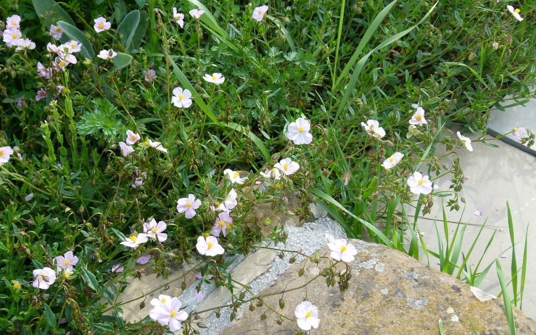 Helianthemum nummularium subsp. berteroanum