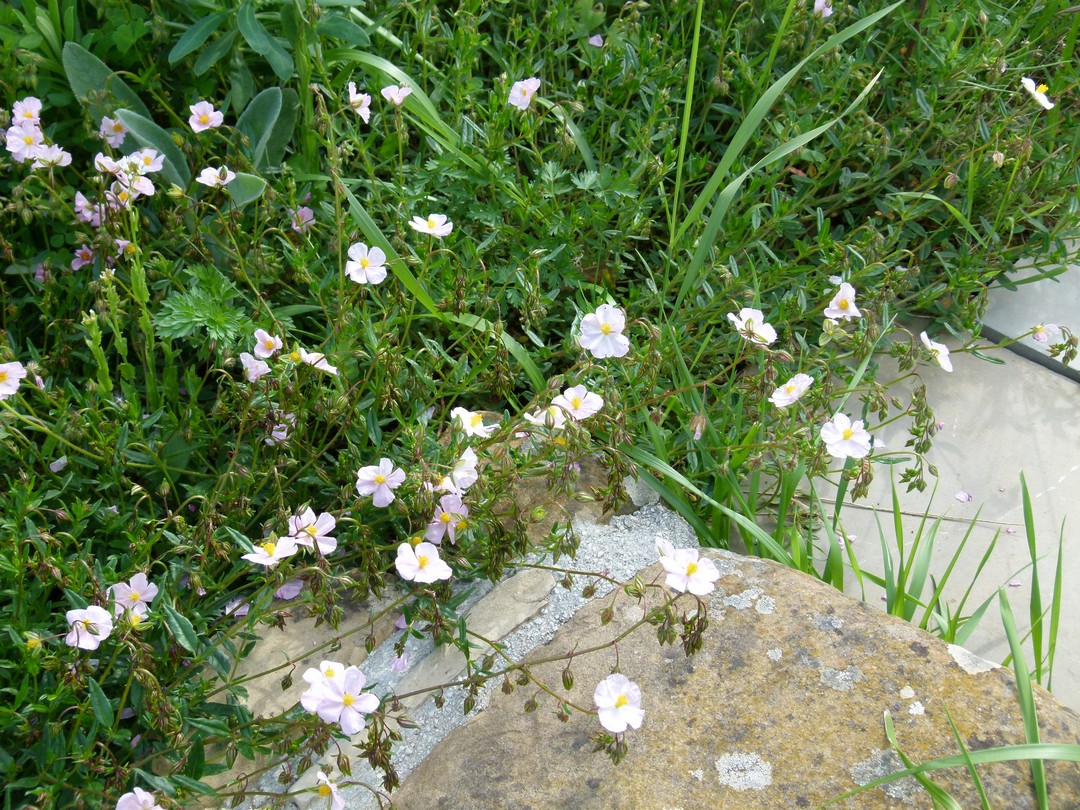 Achillea ligustica