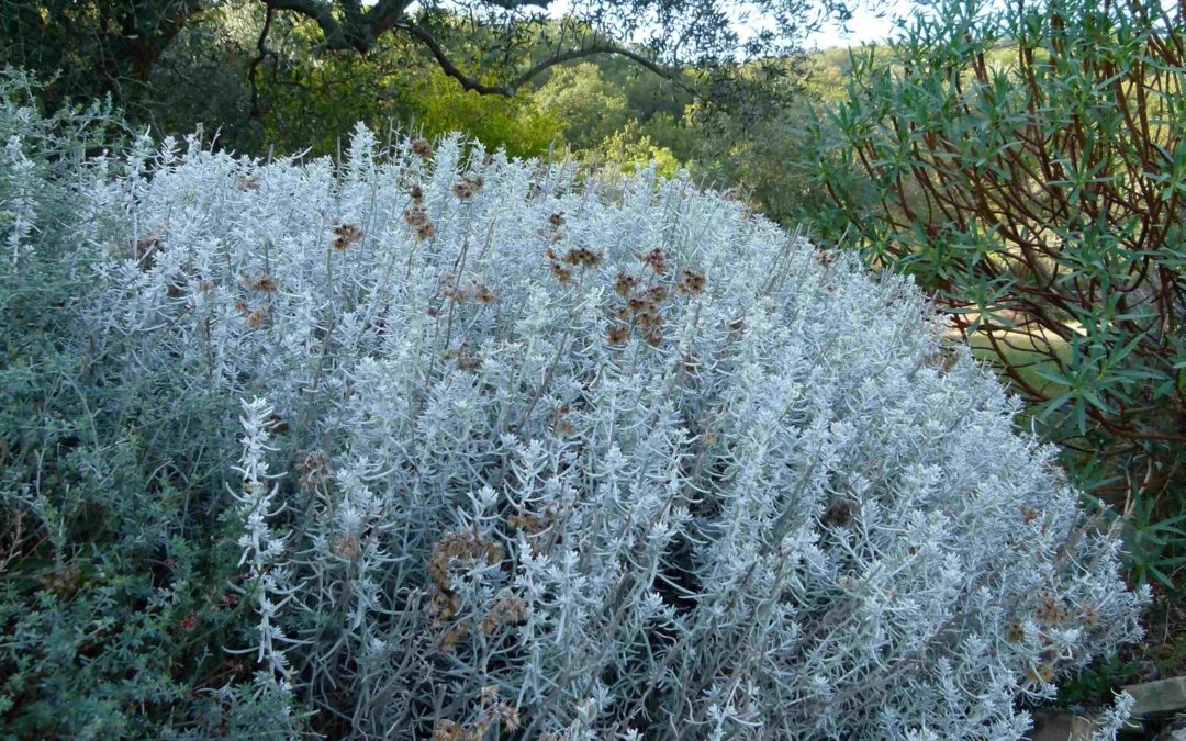 Helichrysum ‘Compactum’ Selezione Ciancavarè