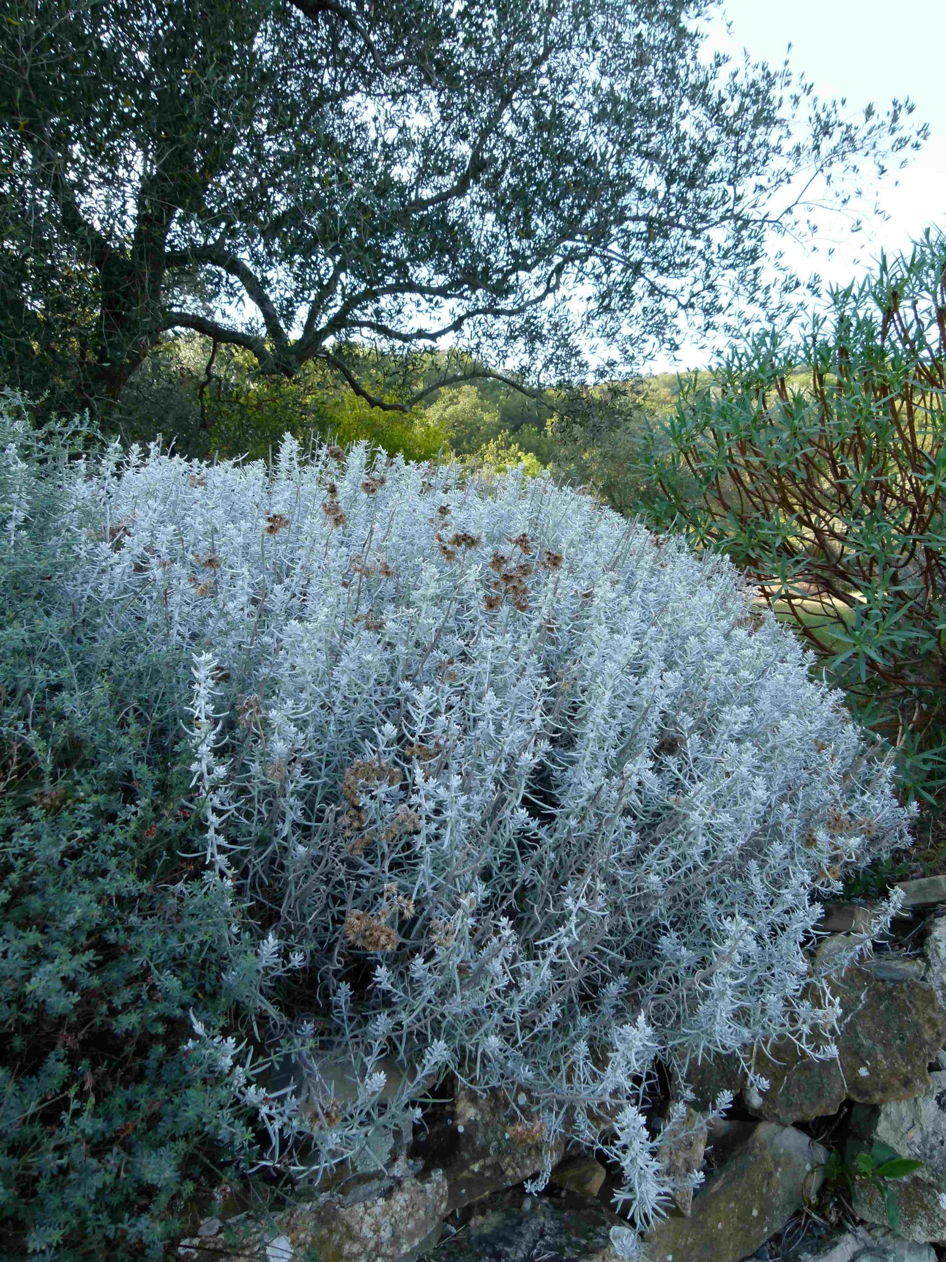 Achillea ligustica