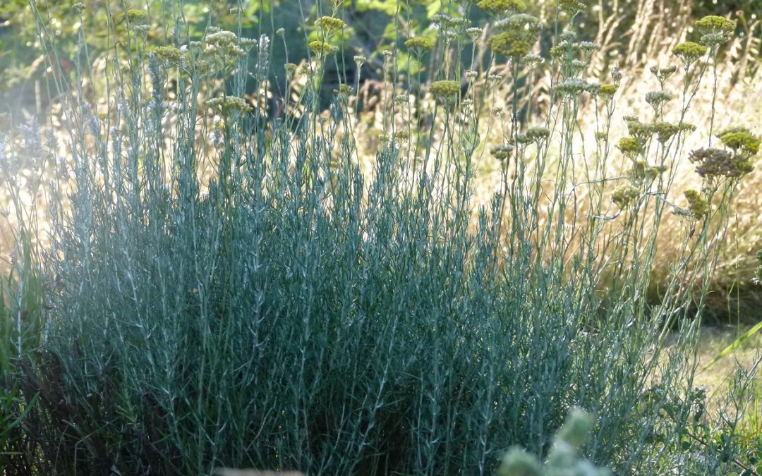 Helichrysum italicum ‘Siena’