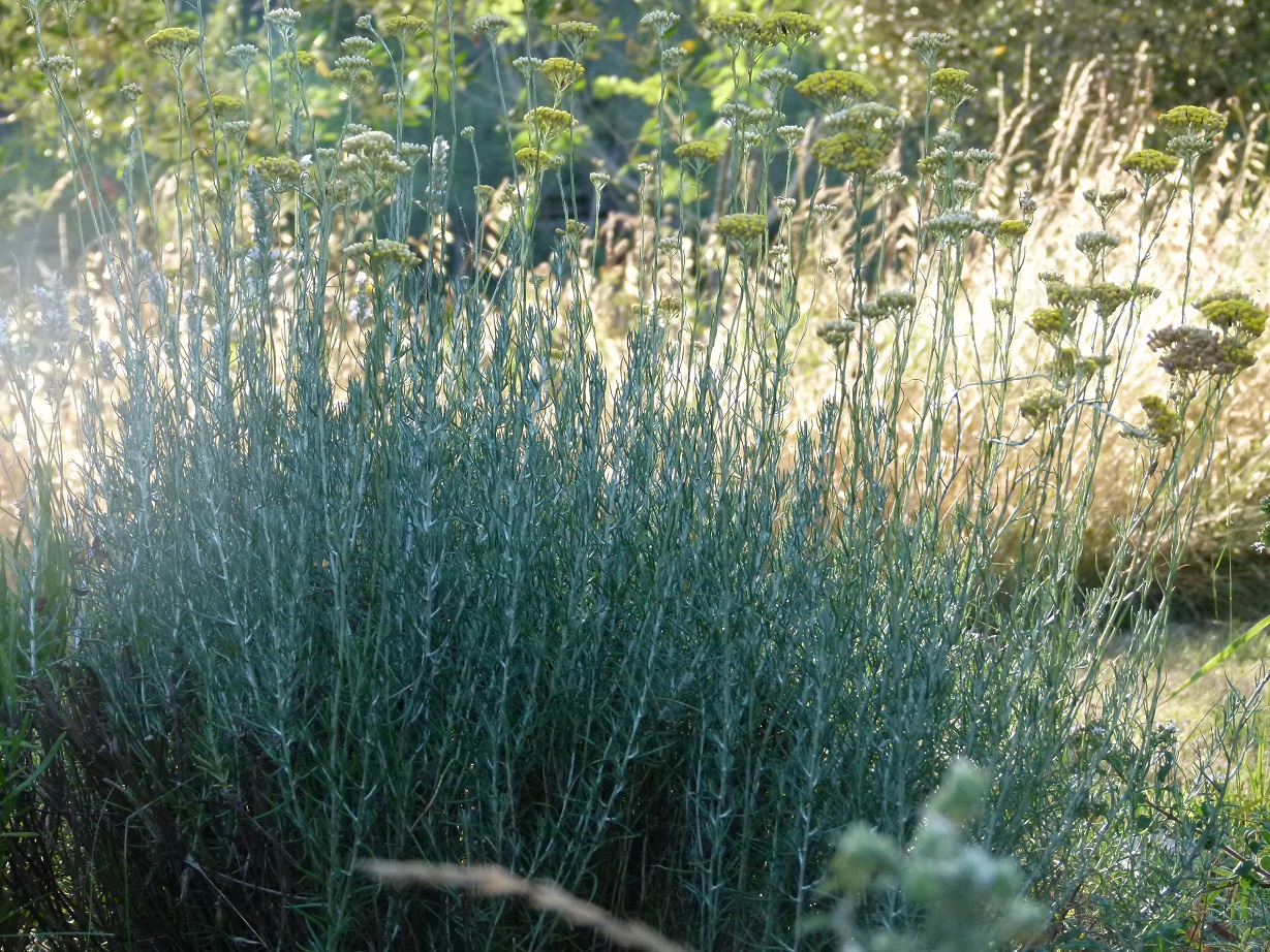 Achillea ligustica