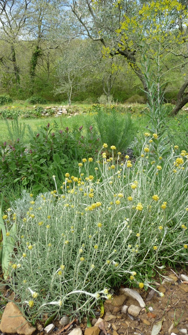 Achillea ligustica