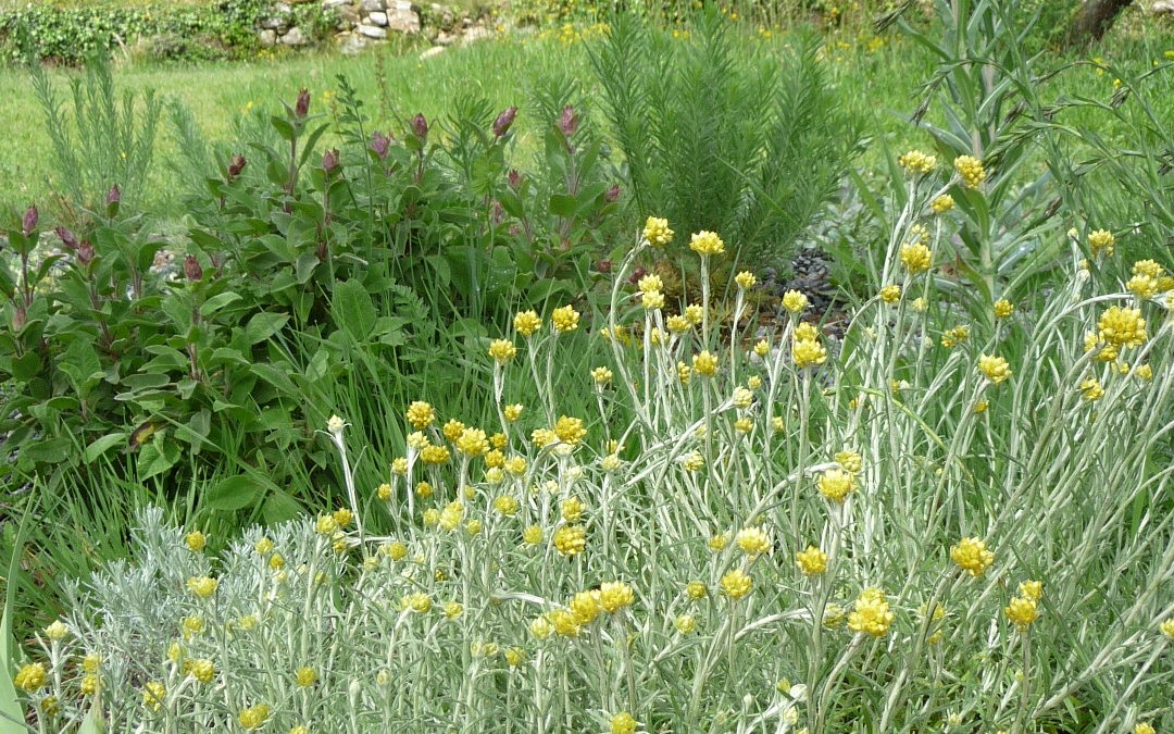 Helichrysum stoechas