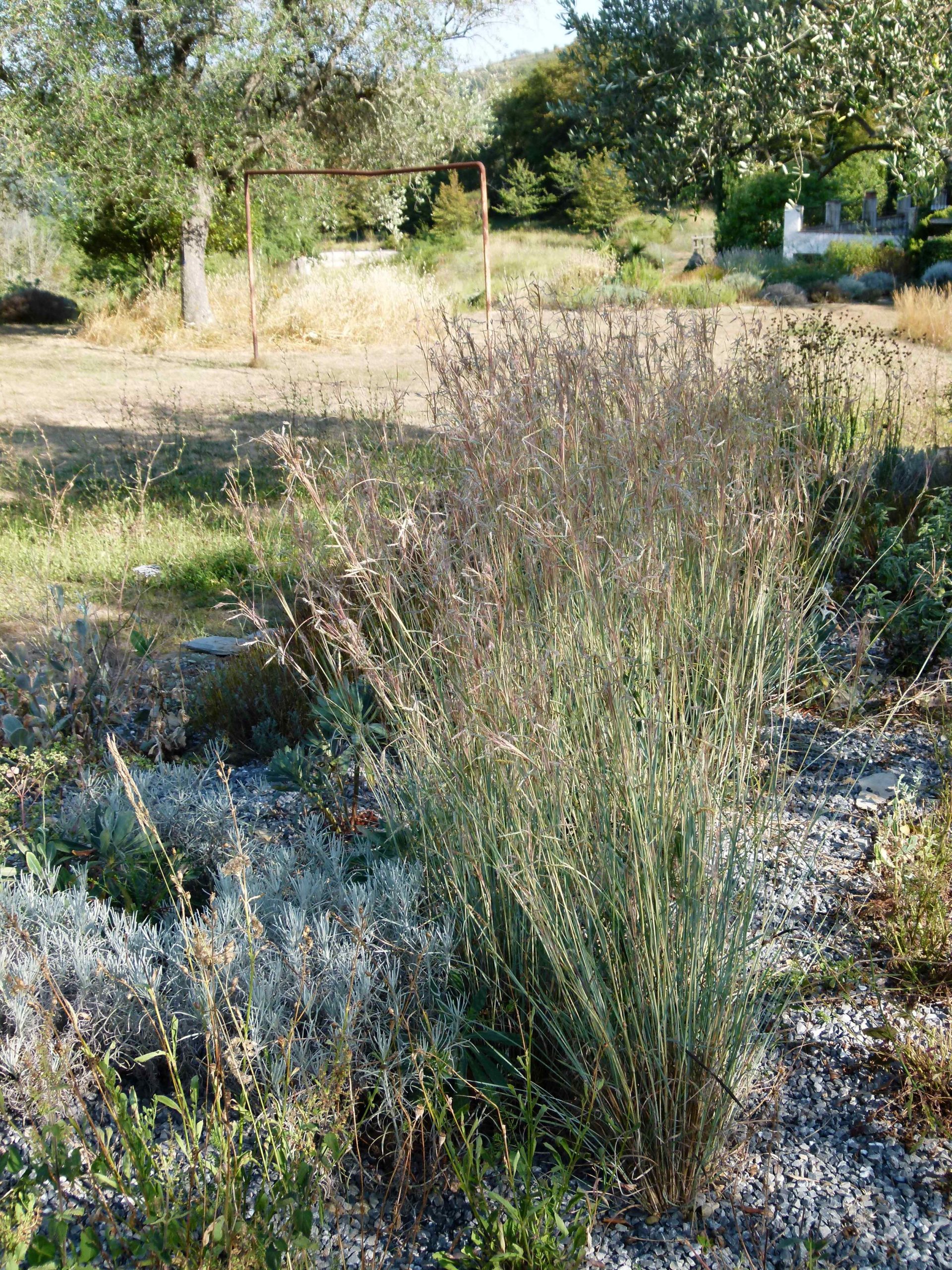 Achillea ligustica