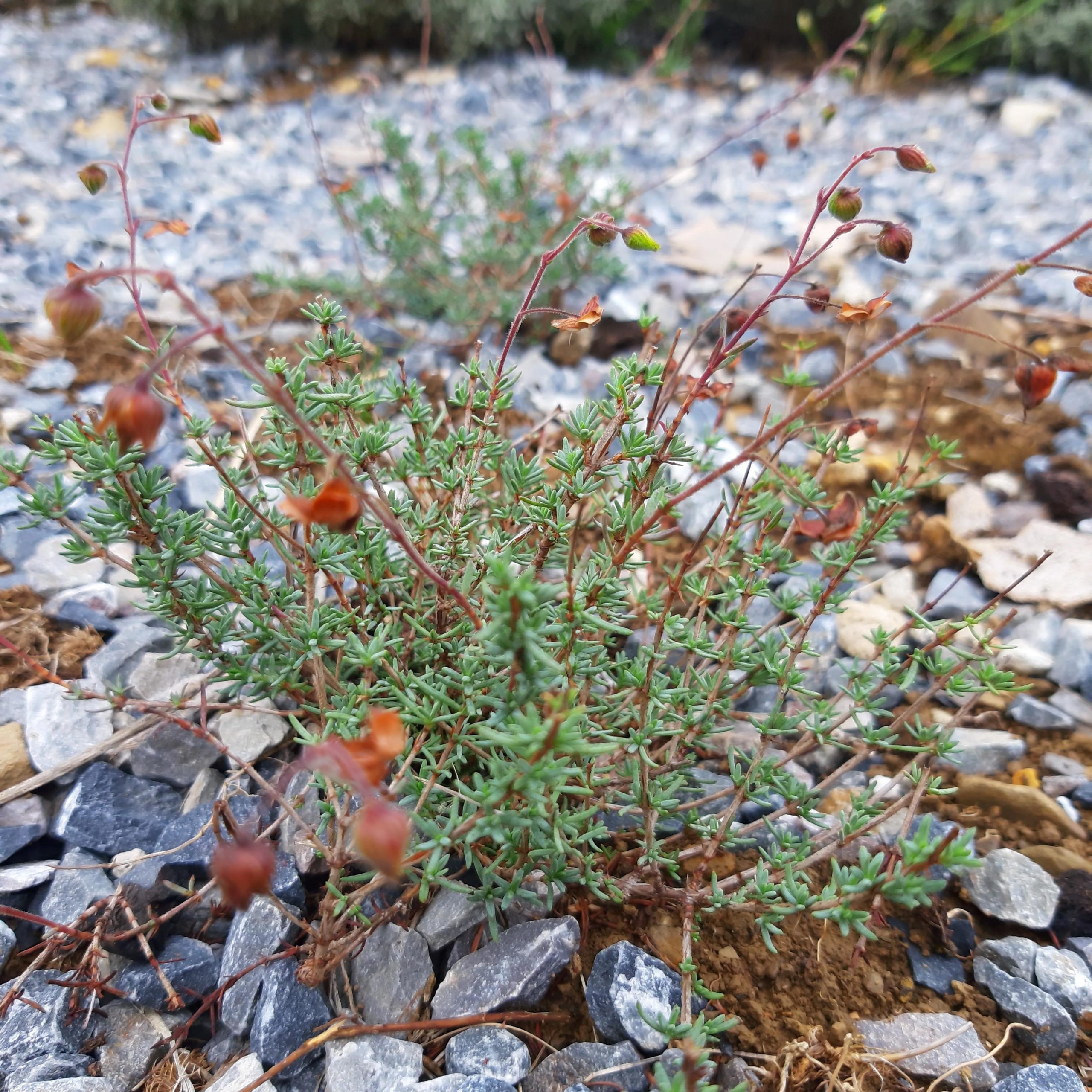 Achillea ligustica