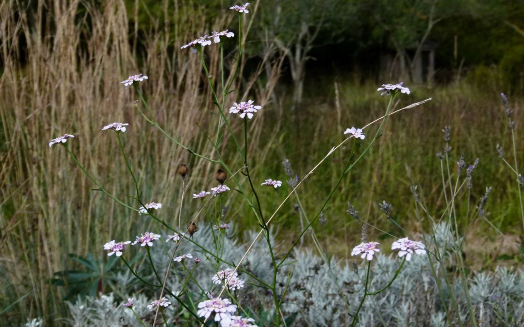 Iberis umbellata