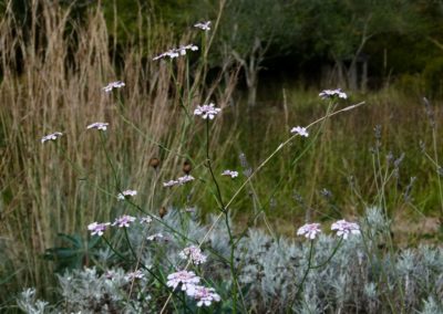 Iberis umbellata