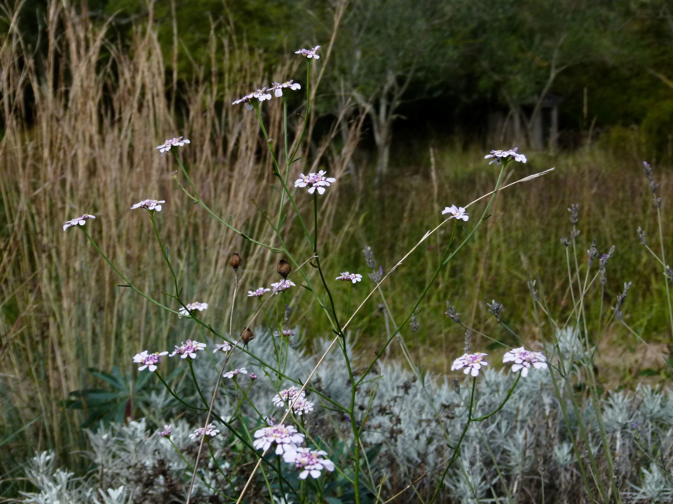 Achillea ligustica