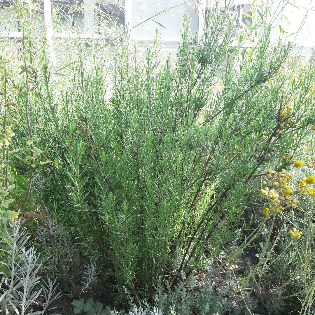 Achillea ligustica