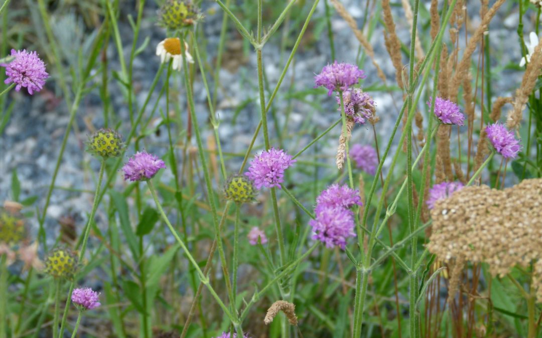 Knautia purpurea