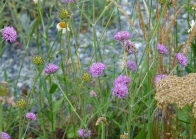 Knautia purpurea