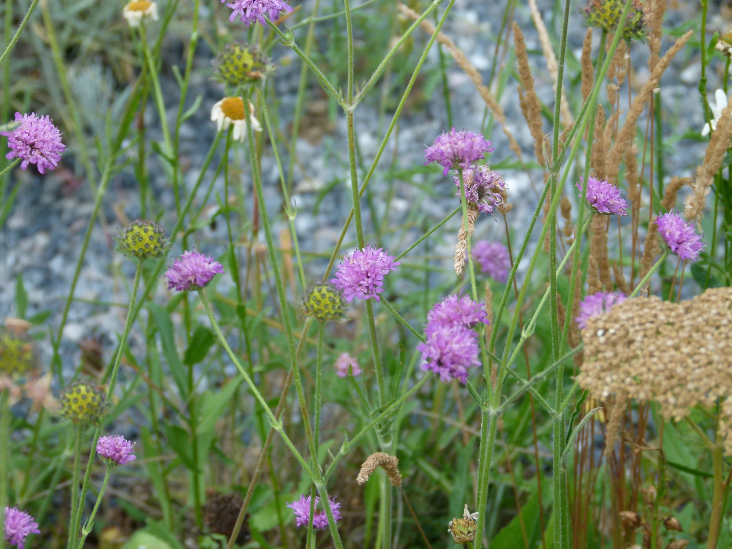 Achillea ligustica