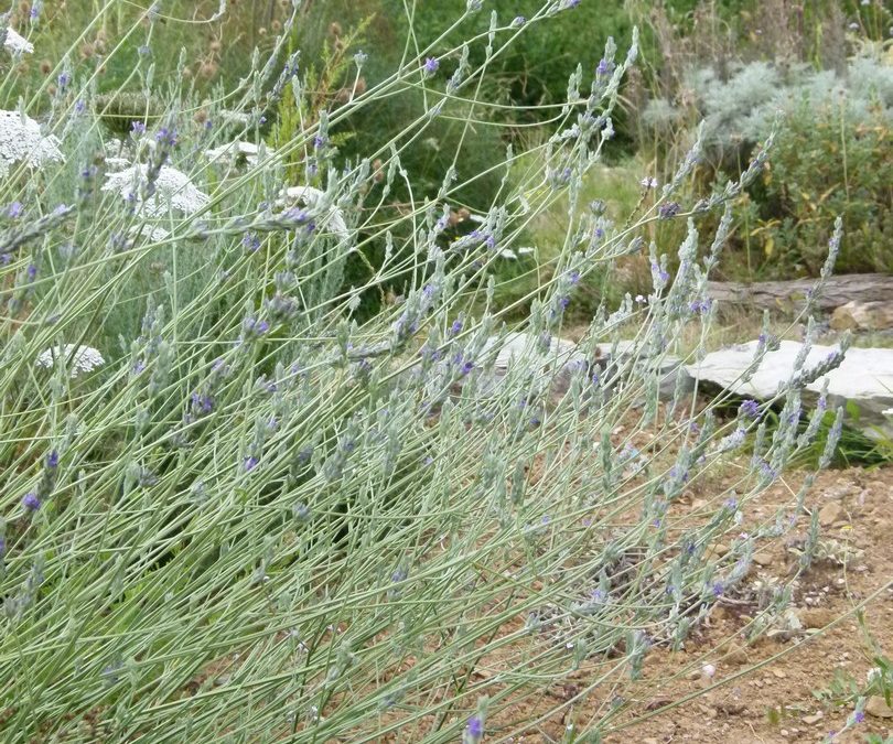 Lavandula latifolia