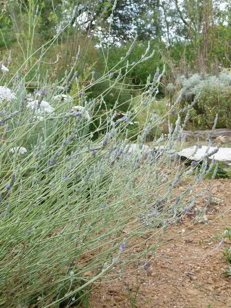 Achillea ligustica