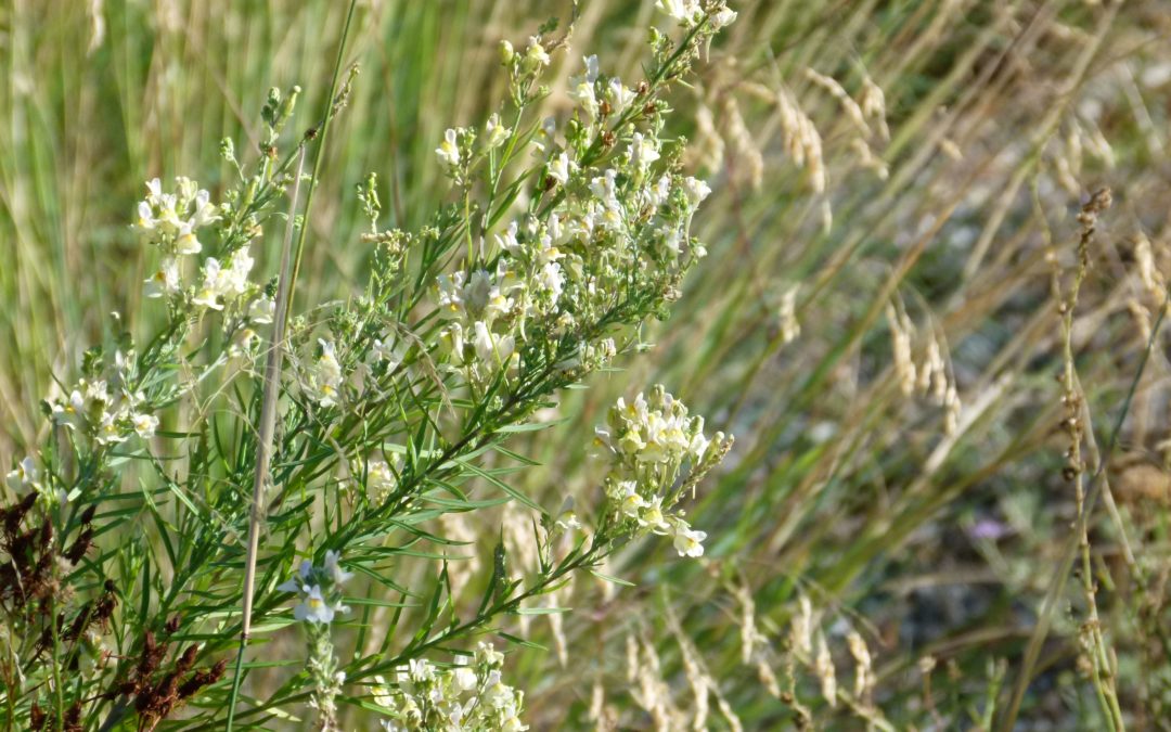 Linaria ‘Ciancavarè’ (L. vulgaris x L. capraia)