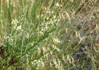 Linaria ‘Ciancavarè’ (L. vulgaris x L. capraia)