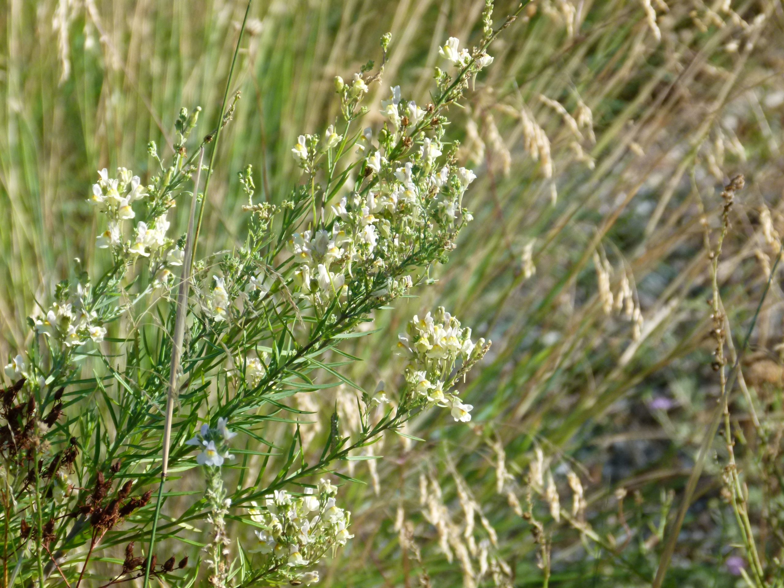 Achillea ligustica