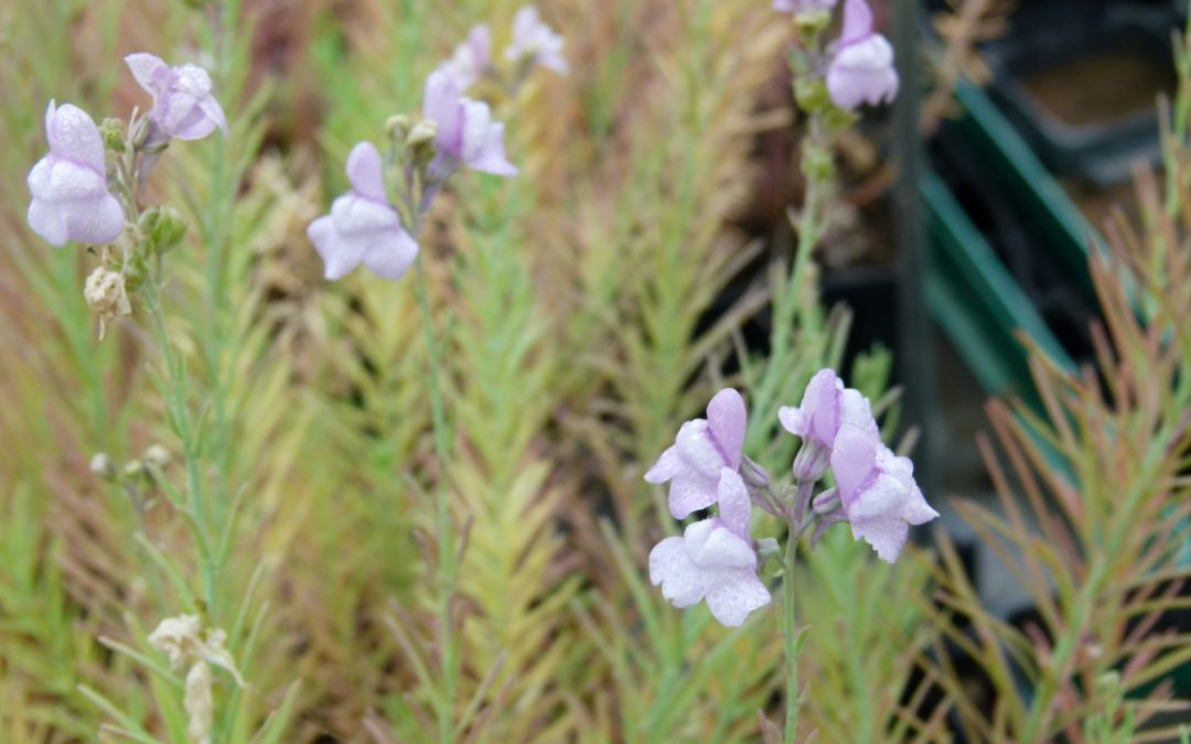 Linaria capraia