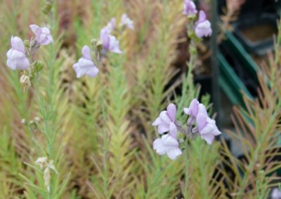 Linaria capraia