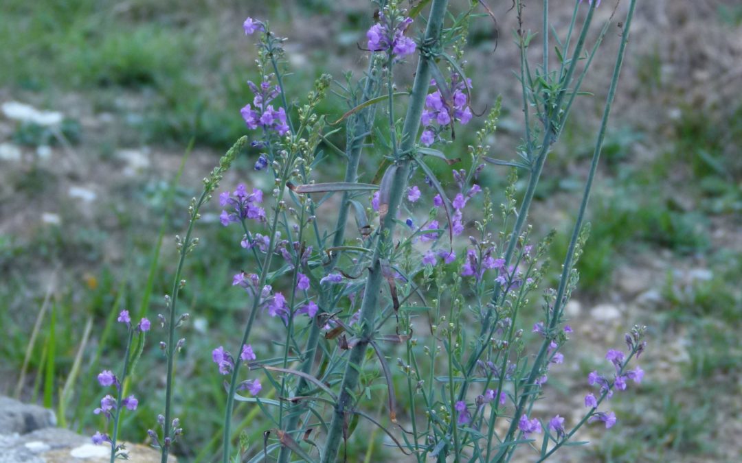 Linaria purpurea