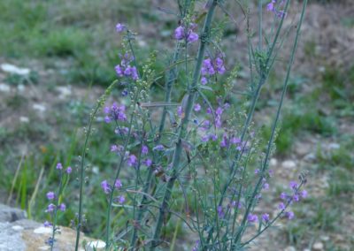 Linaria purpurea