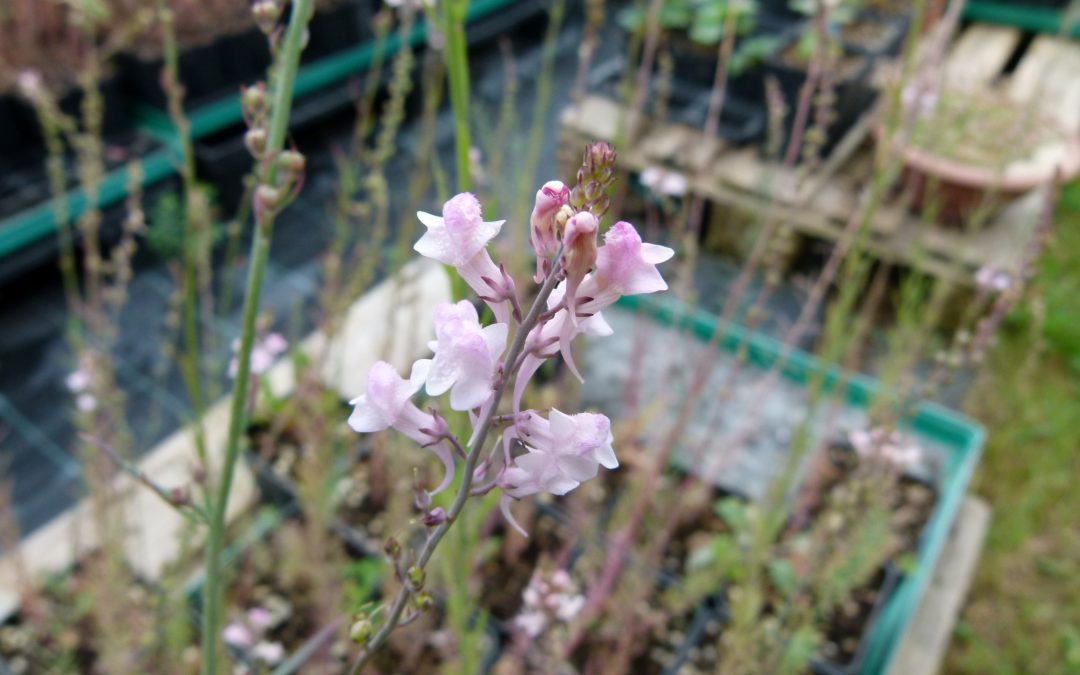 Linaria purpurea forma pink