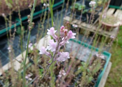 Linaria purpurea forma pink