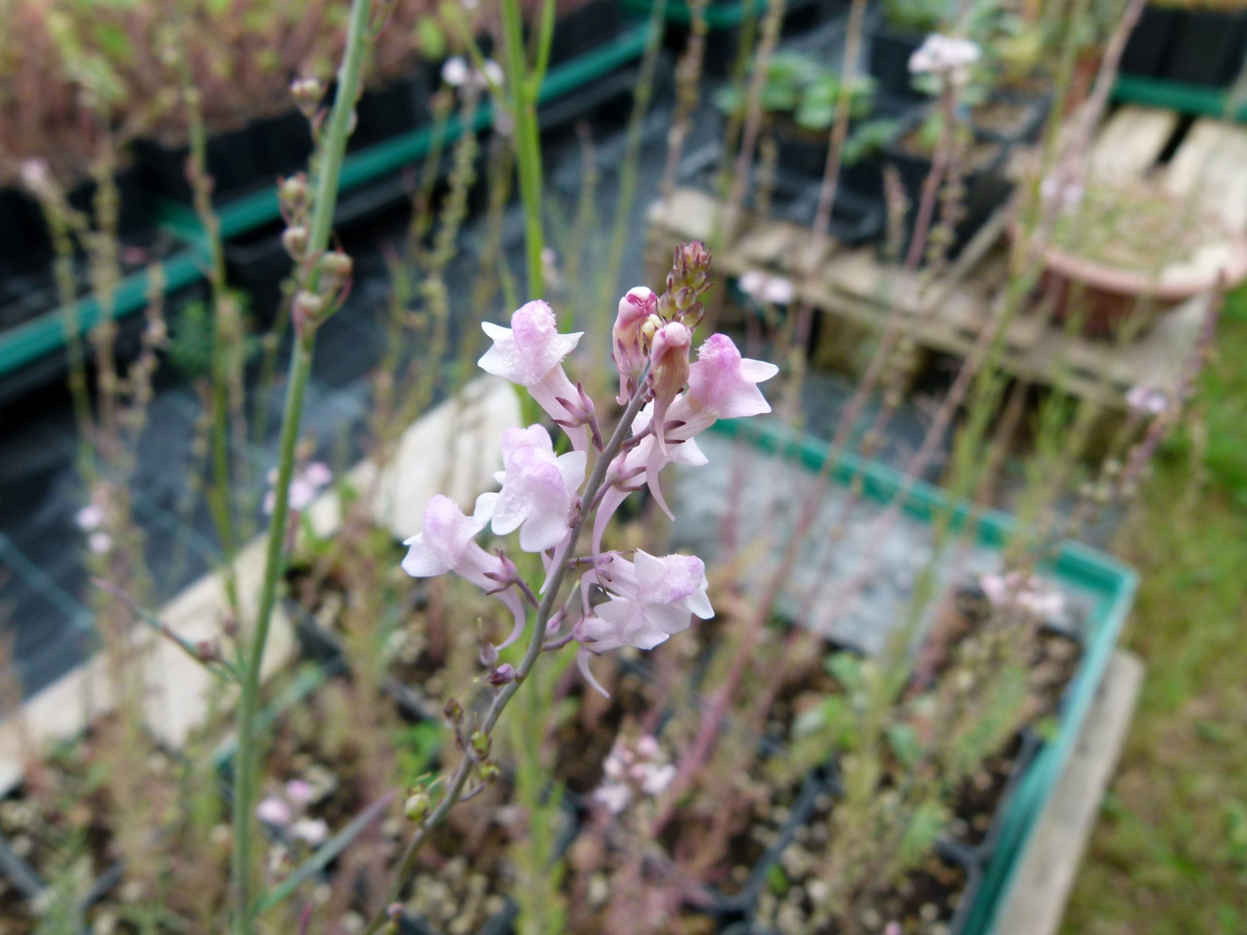 Achillea ligustica