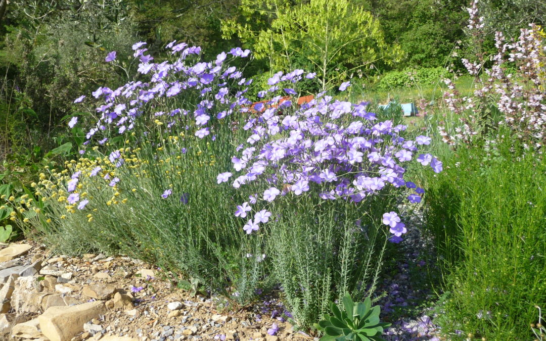 Linum narbonense