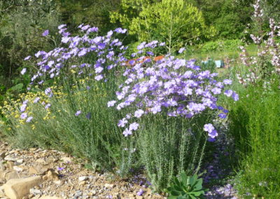 Linum narbonense