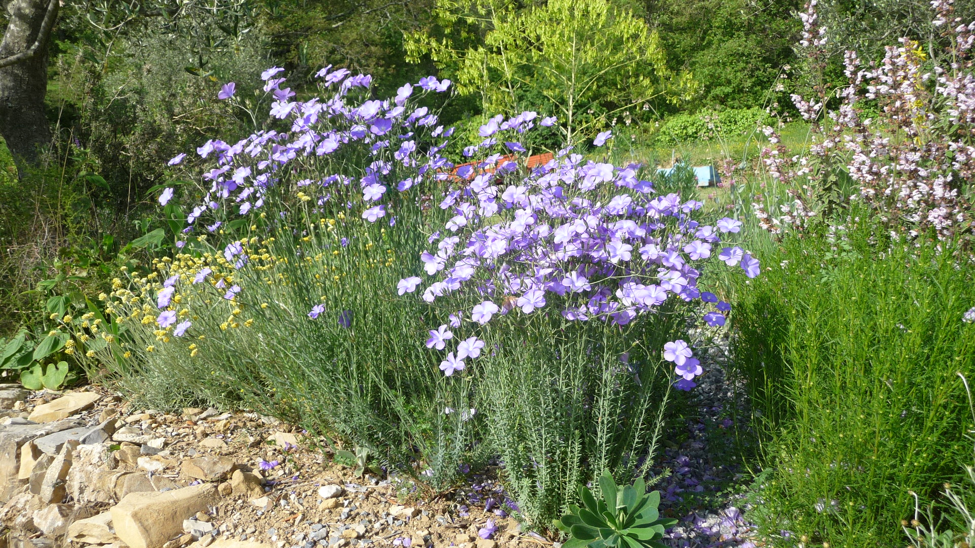 Achillea ligustica