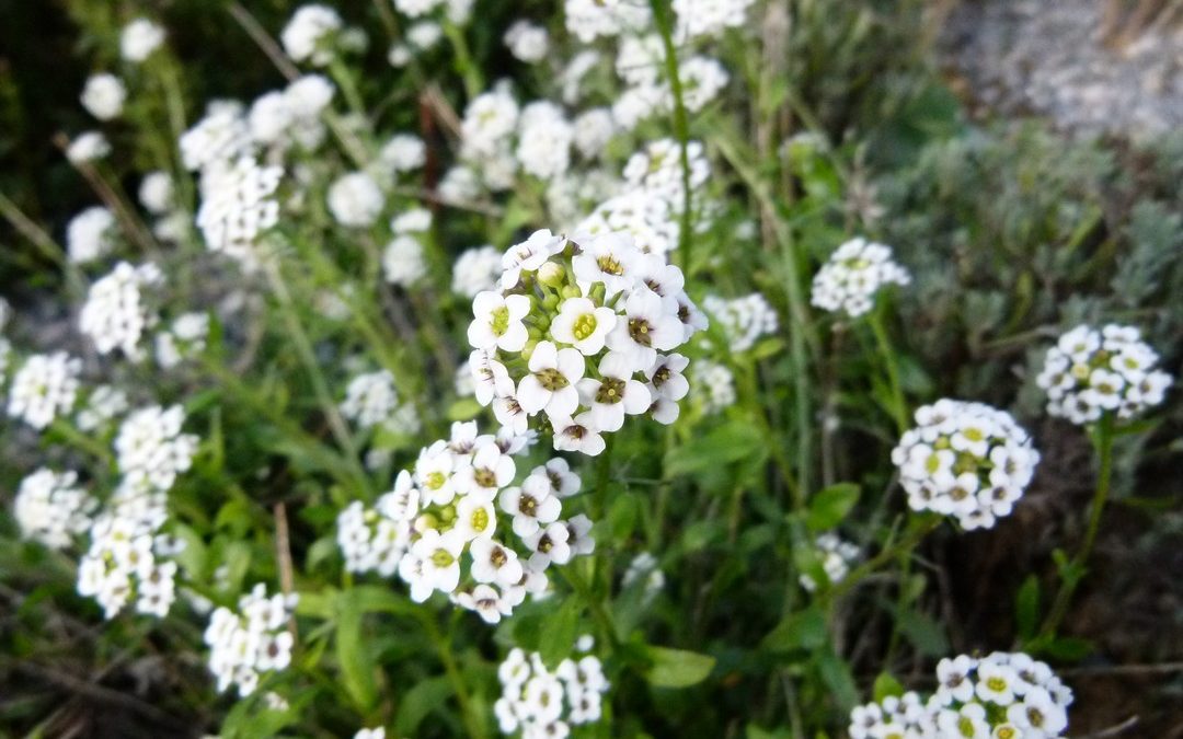 Lobularia maritima