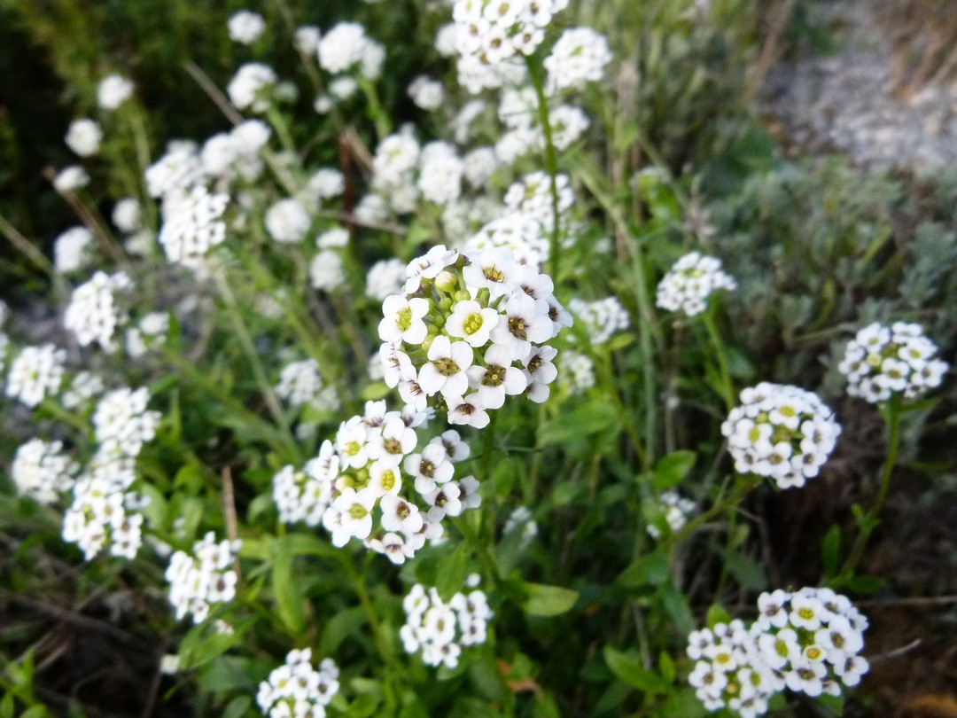 Achillea ligustica