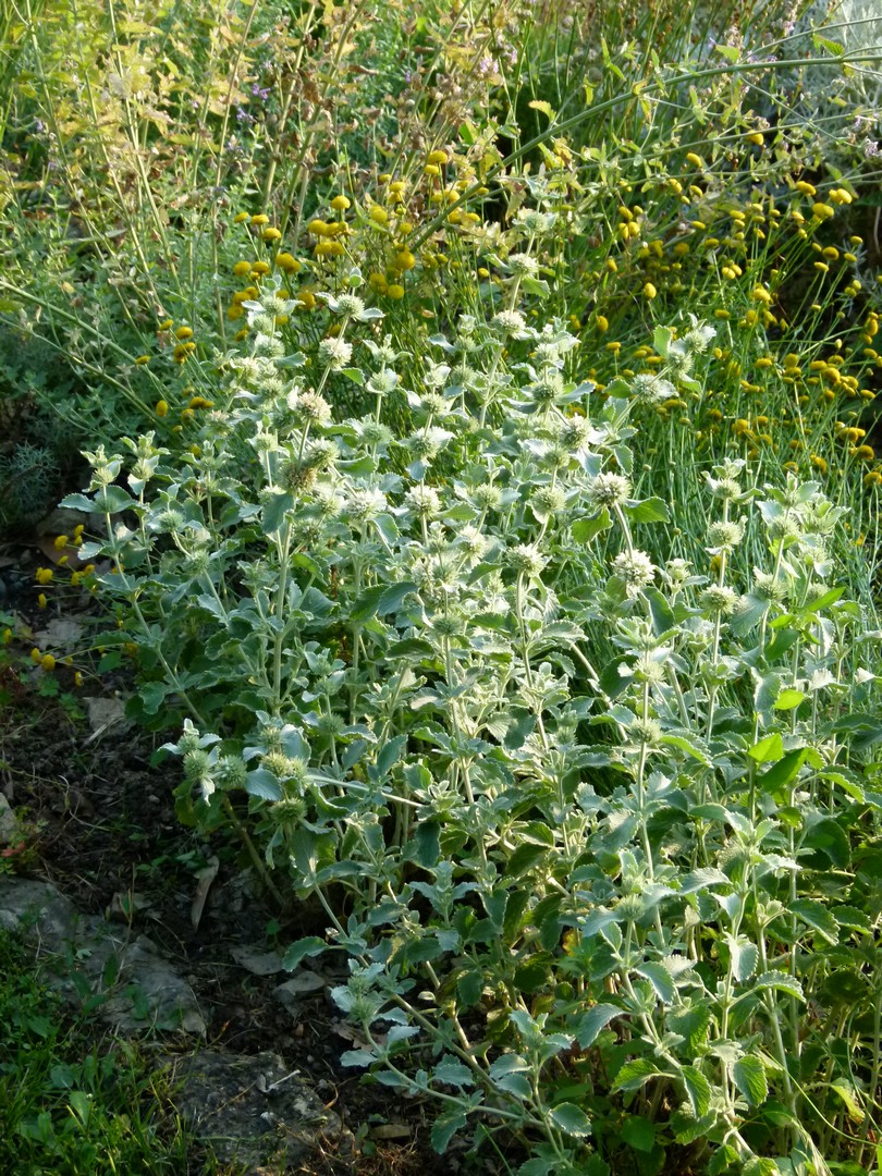 Achillea ligustica