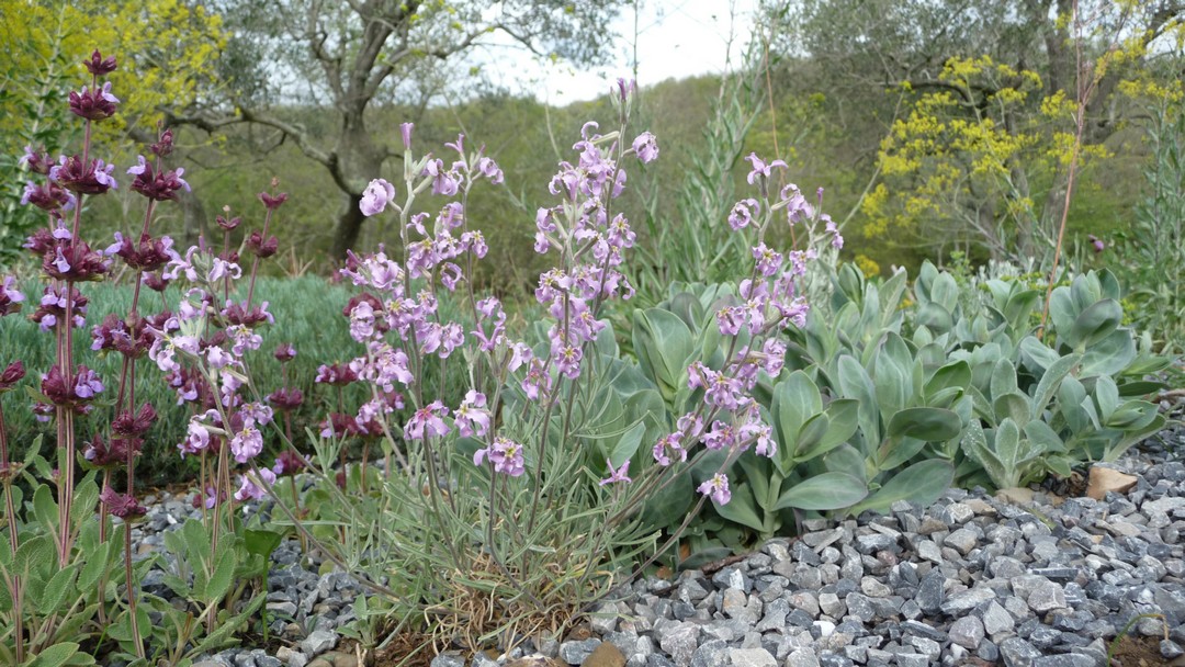 Matthiola fruticulosa subsp fruticulosa