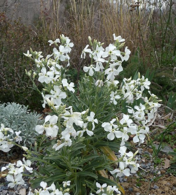 Matthiola incana ‘Alba’