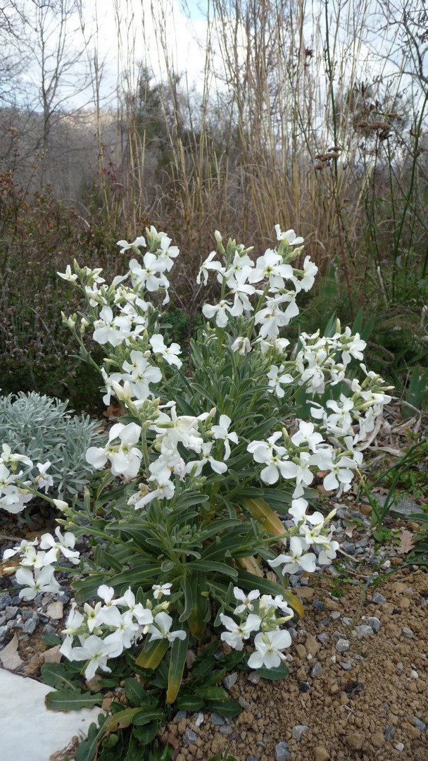 Achillea ligustica