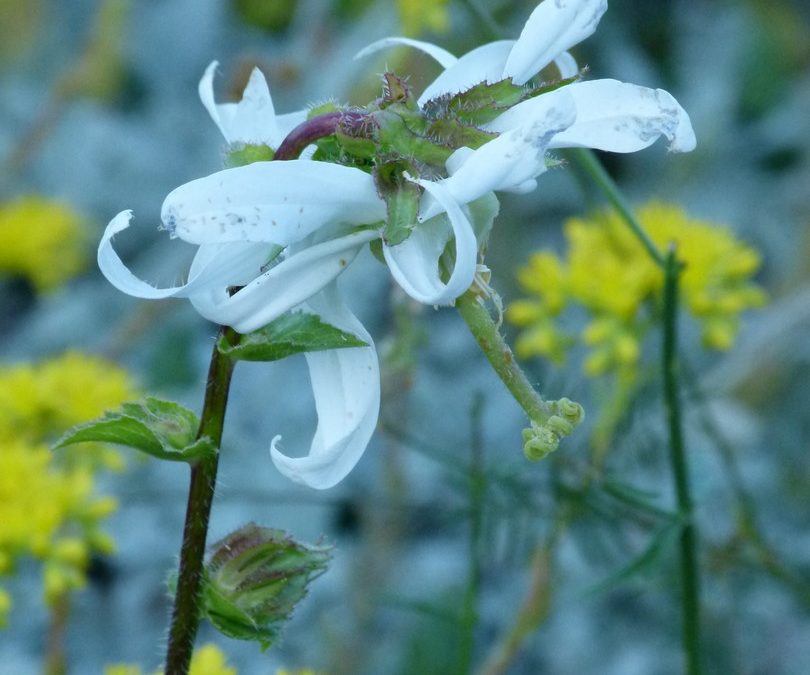 Michauxia campanuloides