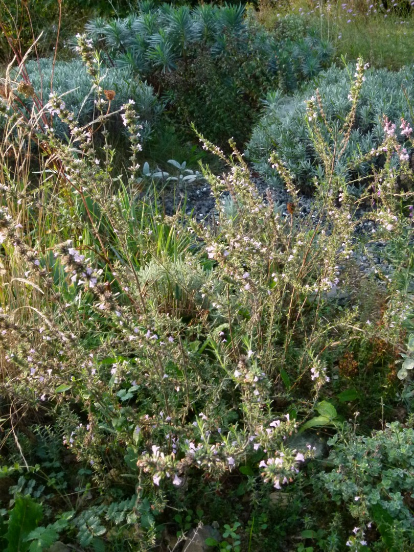 Achillea ligustica