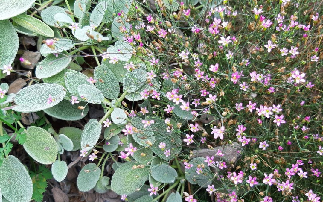 Petrorhagia saxifragra