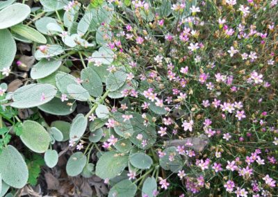 Petrorhagia saxifragra