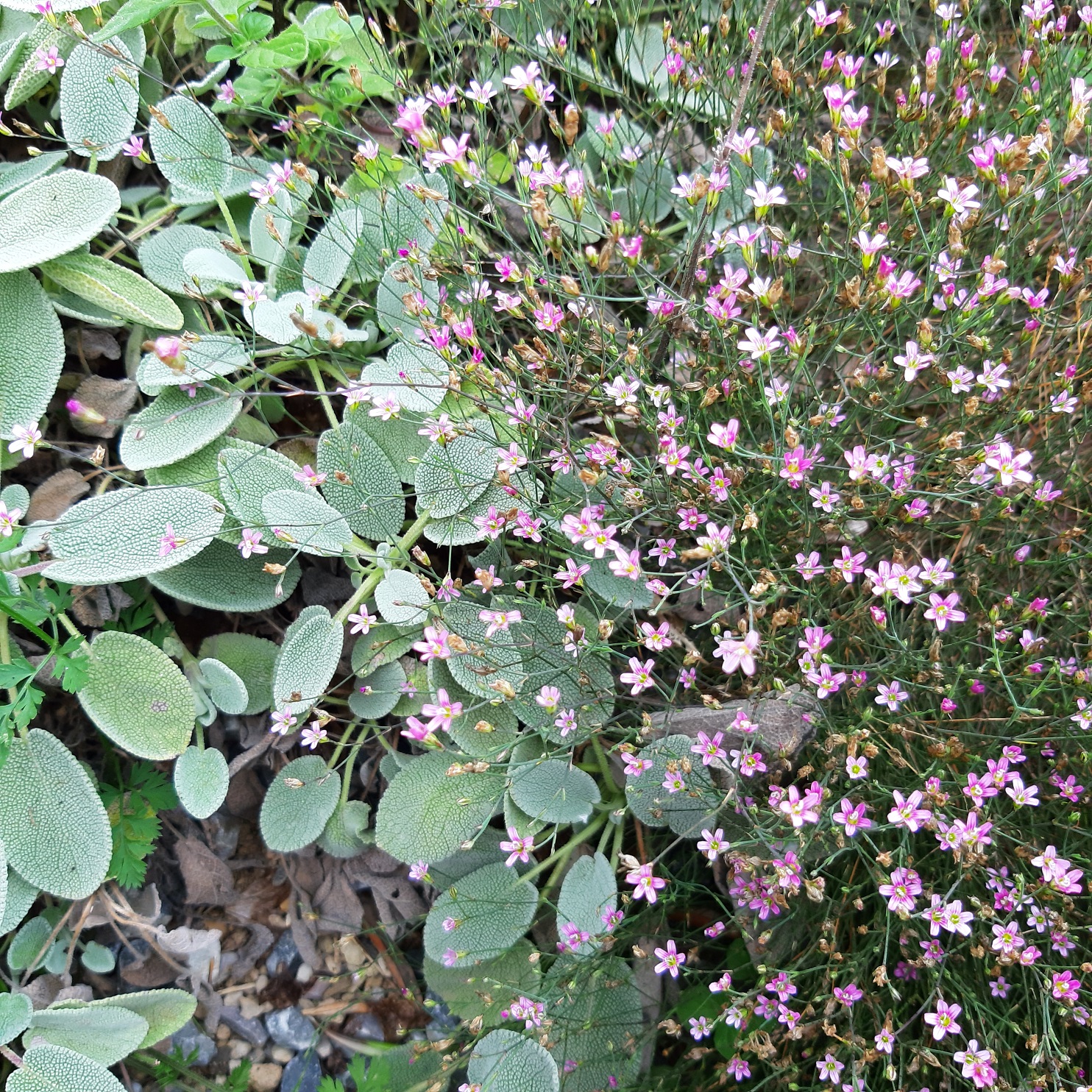 Achillea ligustica