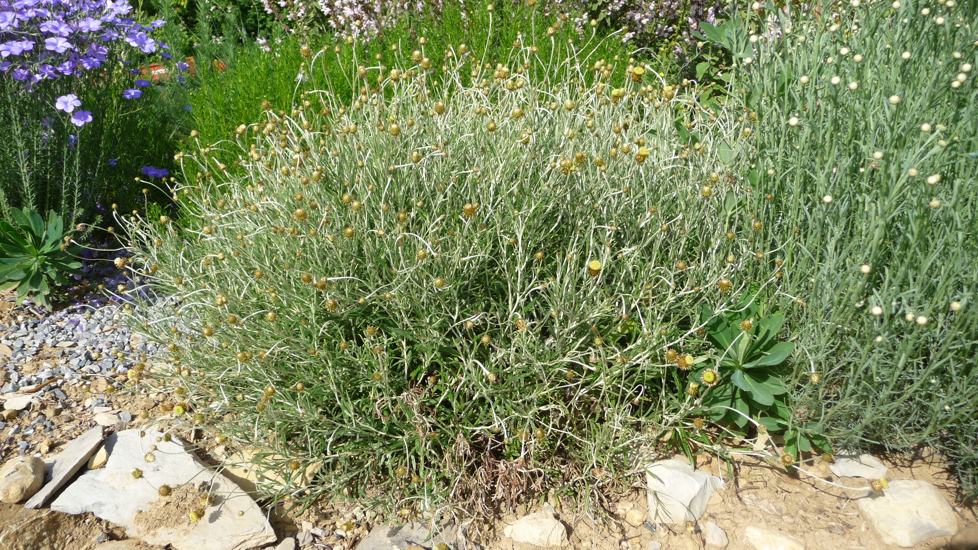 Achillea ligustica