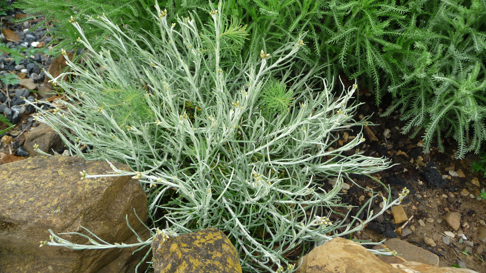 Achillea ligustica