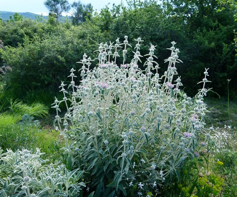 Phlomis purpurea